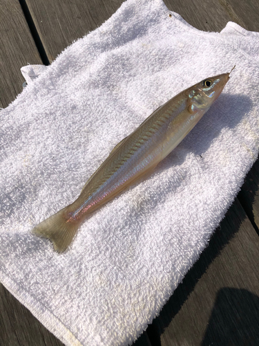 シロギスの釣果