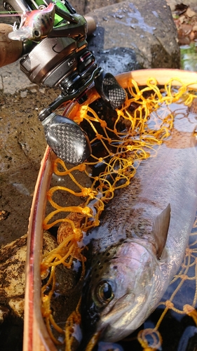 ニジマスの釣果