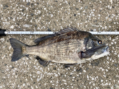 チヌの釣果