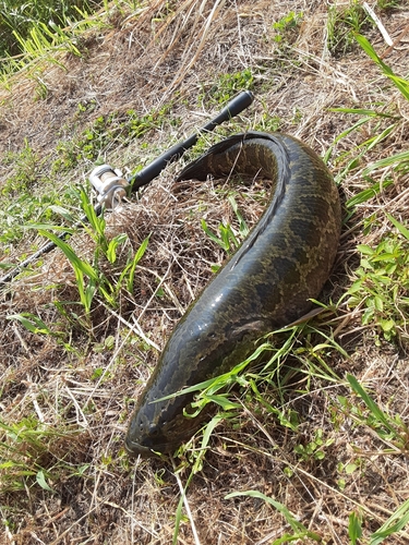 ライギョの釣果