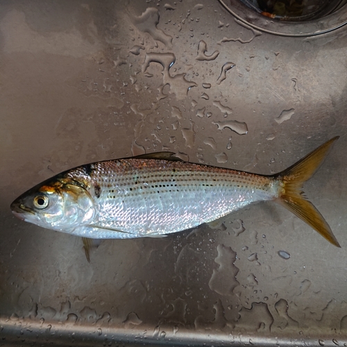 コノシロの釣果