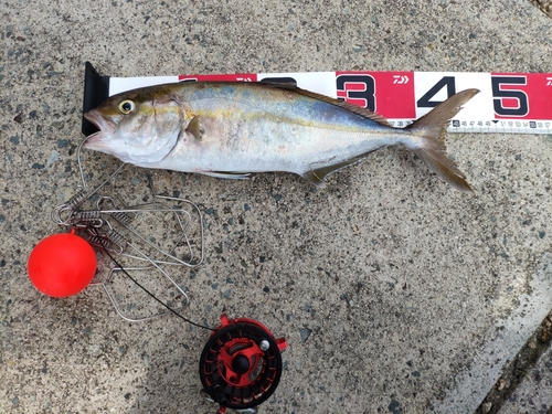 カンパチの釣果