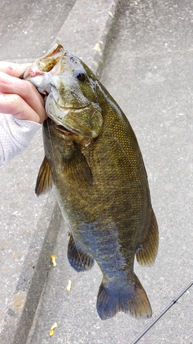 スモールマウスバスの釣果