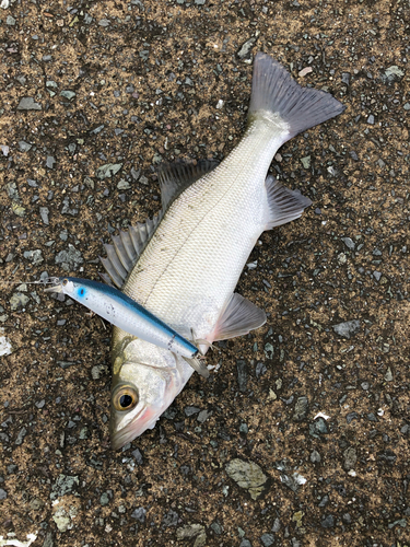 セイゴ（マルスズキ）の釣果