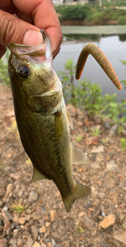 ブラックバスの釣果