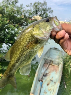 ラージマウスバスの釣果