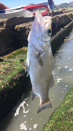 セイゴ（ヒラスズキ）の釣果