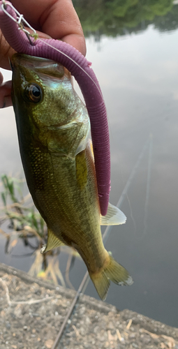 ブラックバスの釣果