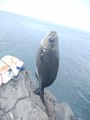 イスズミの釣果