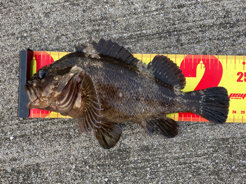 ムラソイの釣果