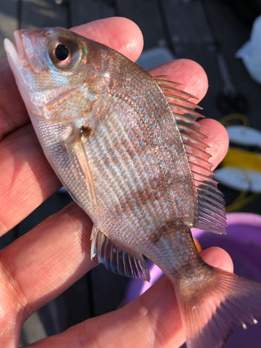 コダイの釣果