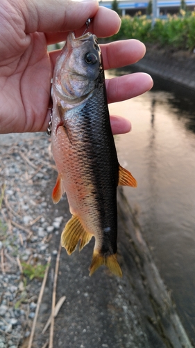 カワムツの釣果