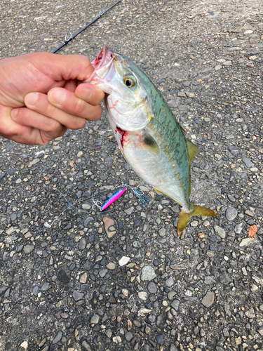 ツバスの釣果