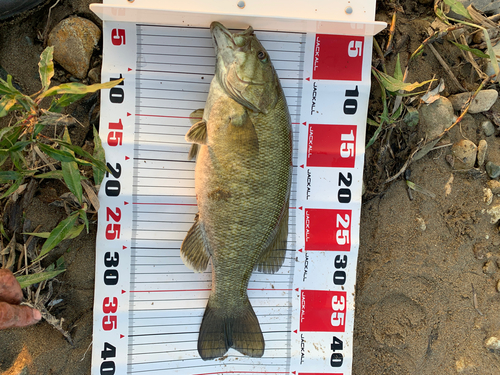 スモールマウスバスの釣果