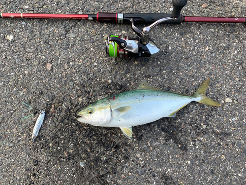 ツバスの釣果