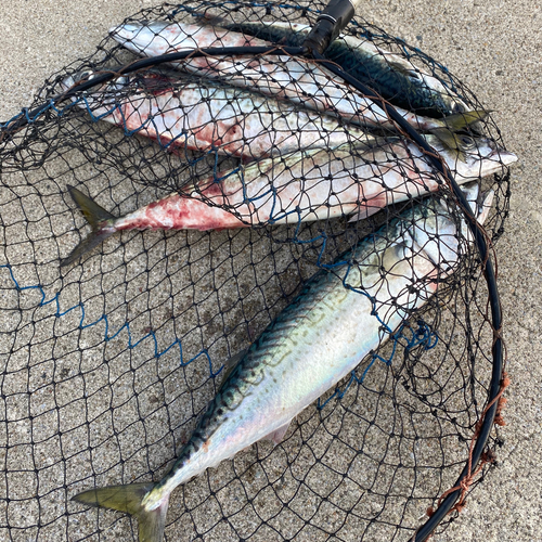 サバの釣果