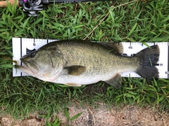 ブラックバスの釣果