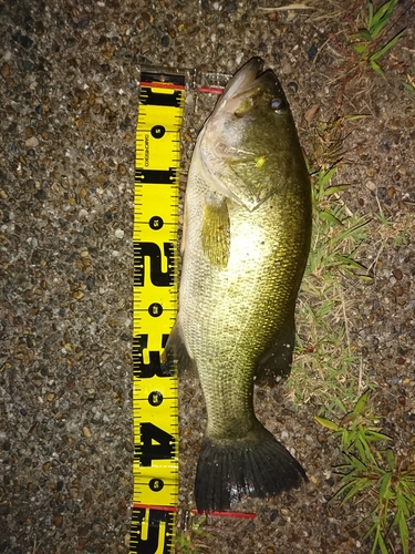 ブラックバスの釣果