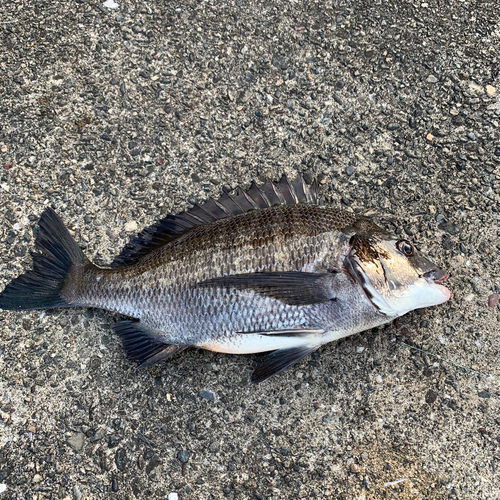 チヌの釣果