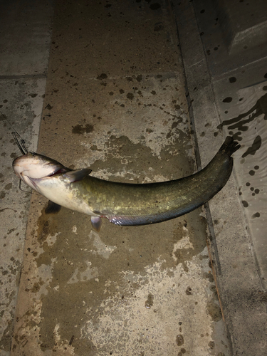 ナマズの釣果