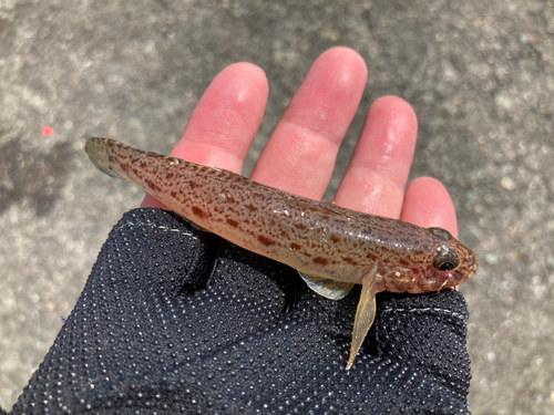 ハゼの釣果