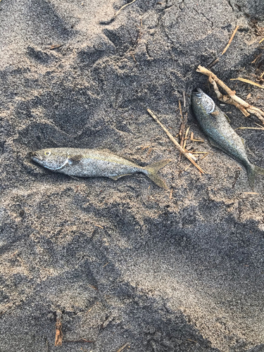 ツバスの釣果