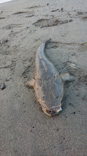 マゴチの釣果