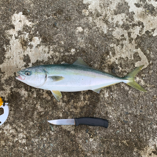 イナダの釣果