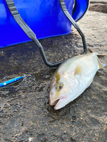 ショゴの釣果