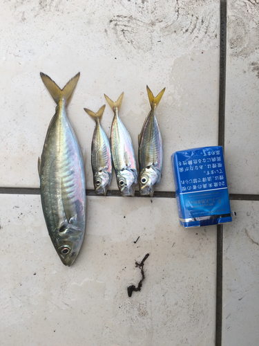 アジの釣果