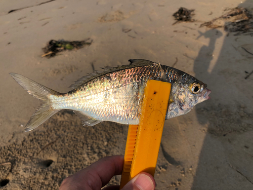 クロサギの釣果