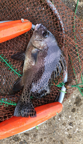 タカノハダイの釣果