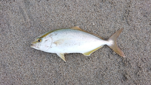 ショゴの釣果