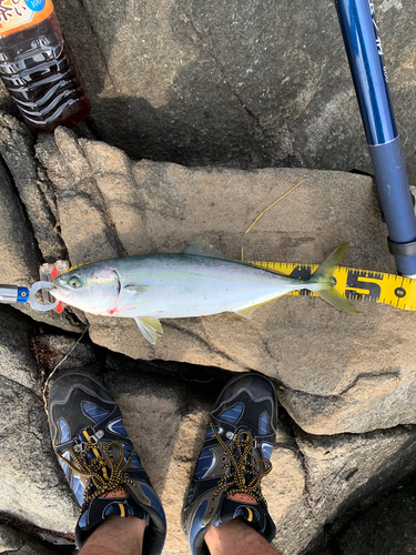 イナダの釣果