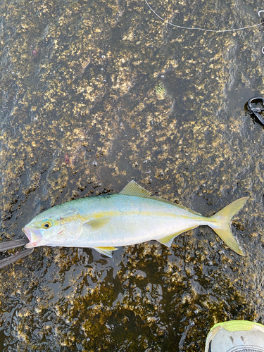 ワカシの釣果