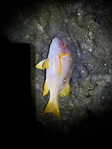 シブダイの釣果