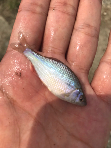 タナゴの釣果