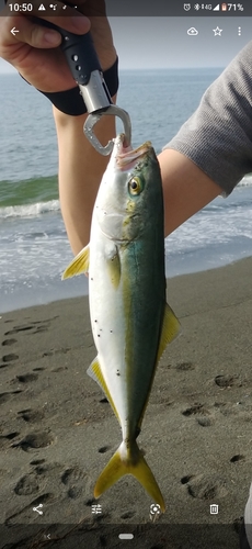 ワカシの釣果