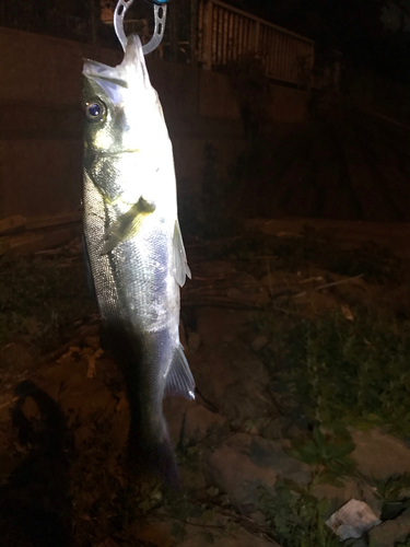 シーバスの釣果