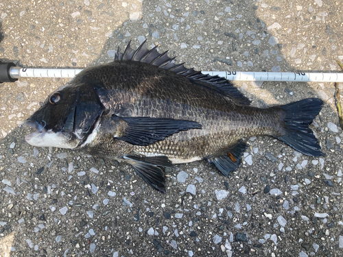 チヌの釣果