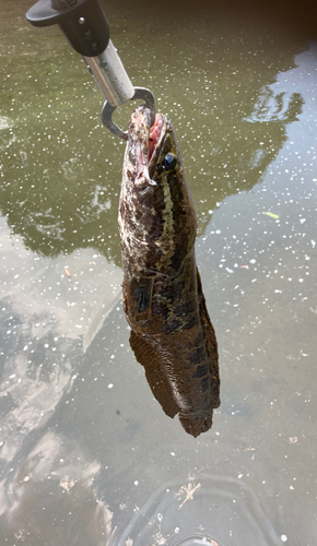 ライギョの釣果