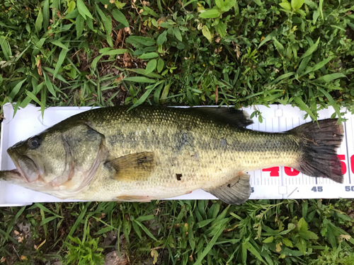 ブラックバスの釣果