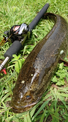 ライギョの釣果