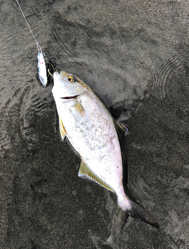 ショゴの釣果