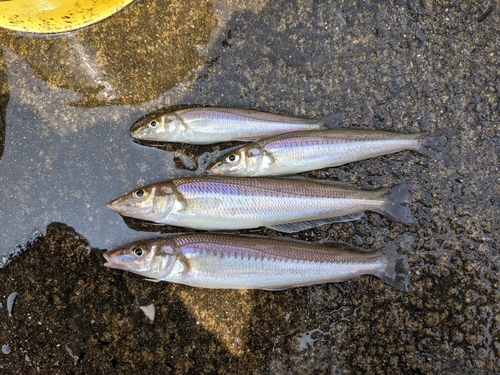 キスの釣果