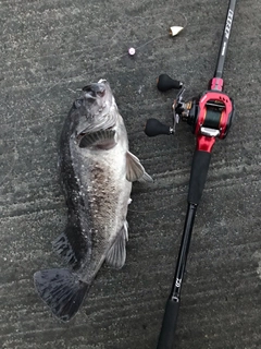 クロソイの釣果