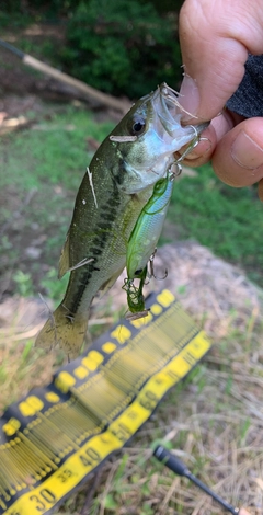 ブラックバスの釣果