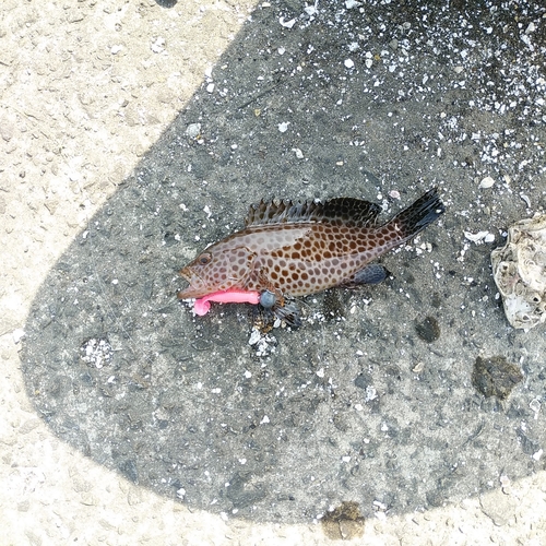 オオモンハタの釣果