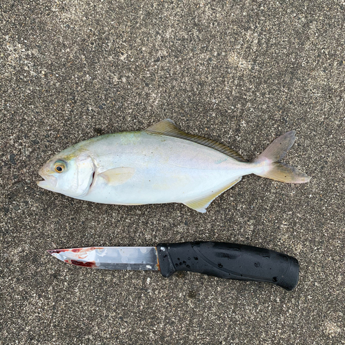 ショゴの釣果