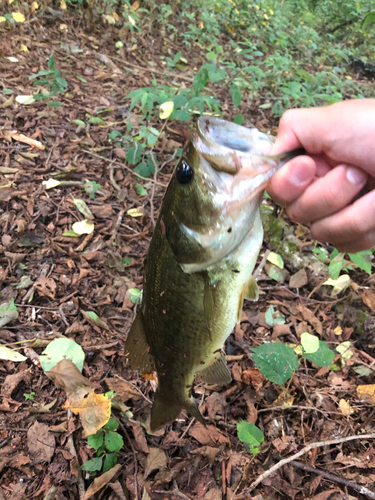 ラージマウスバスの釣果